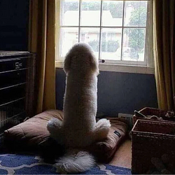 dickinu