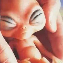 BabyAlien / SOL