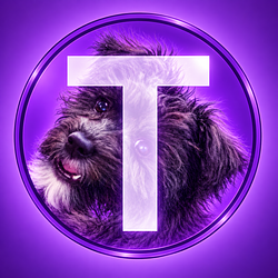 TORDOG