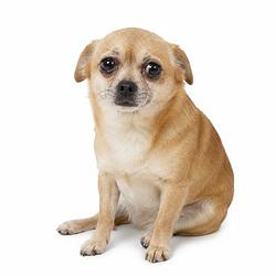 CASHDOG