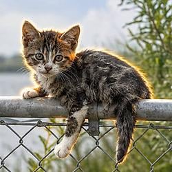子猫