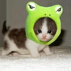 FCAT