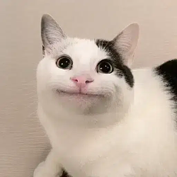 beluga