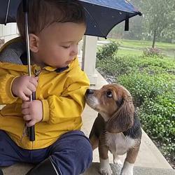 BEAGLE