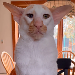 dobby