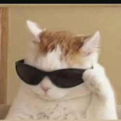 coolcat