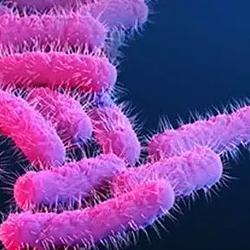 shigella