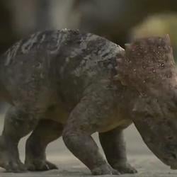 🦖 / SOL