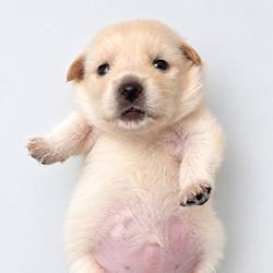 Binky