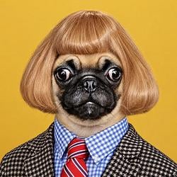 JEANDOG