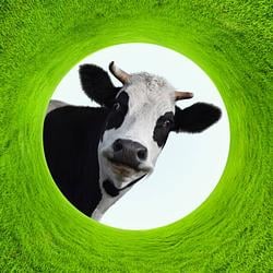 CHILLCOW / SOL