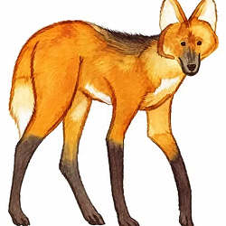 MANED