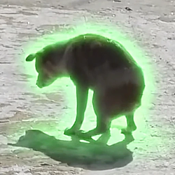 PUMPDOG