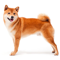 INUAI