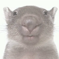 WWW