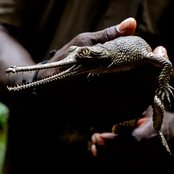 Gharials