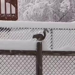Squirrel / SOL