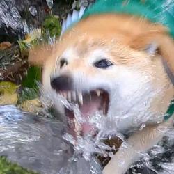 Splash / SOL