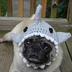 SHARK