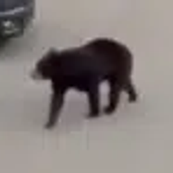 Bear / SOL