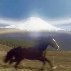 horses