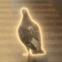 Pigeon / SOL