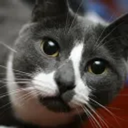 SOCKINGTON