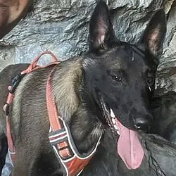 MAJOR