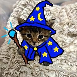 Magicat / SOL