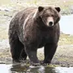 CHONK