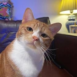 FUNNYCAT / SOL