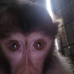 callmonkey
