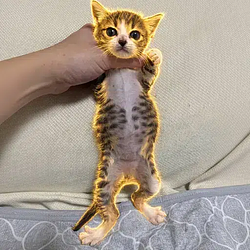 CHICHI