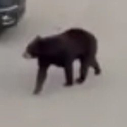 BEAR / SOL