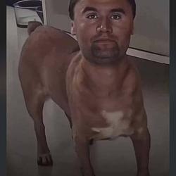 KIRKY DOG