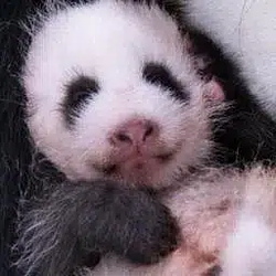유바오
