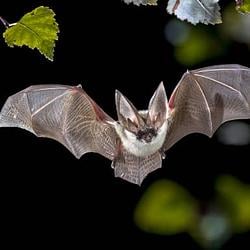 $BATS