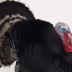 Gallopavo