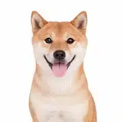 actual inu