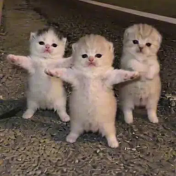 Kittens / SOL