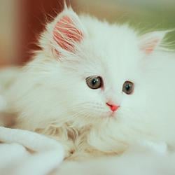 FLUFFY