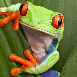 WFROG