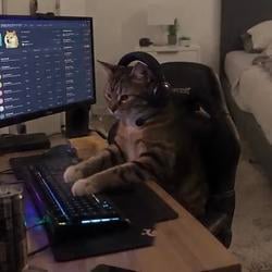Trenchcat