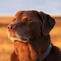 BAKED