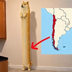 DOGE