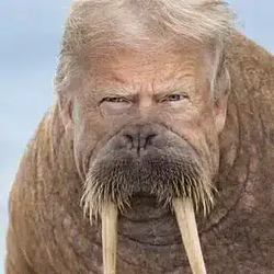 tusk