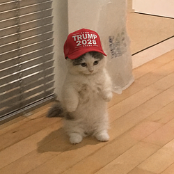 MichiTrump / SOL