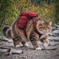 CAT89