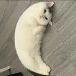 MOONCAT / SOL