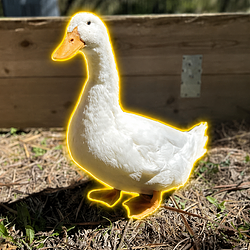 Donald D. / SOL